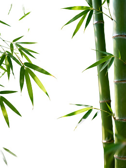 翠绿竹子枝叶特写图片