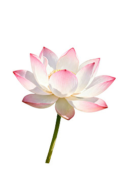 一朵盛开的粉白莲花图片