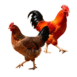 公鸡与母鸡并行行走图片