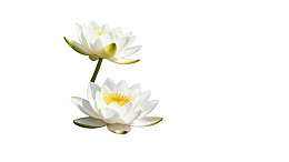 两朵白色莲花在纯白背景中绽放