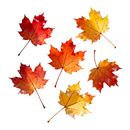 五片色彩斑斓的枫叶静置于白色背景