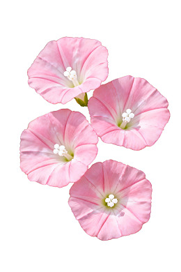 四朵粉色牵牛花特写图片