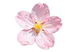 粉色樱花花瓣上的水滴