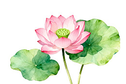 粉色莲花与绿叶的水彩画