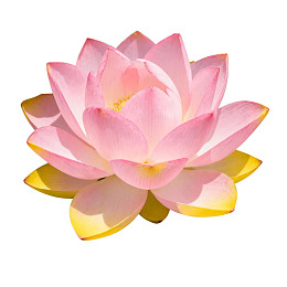 盛开的粉色莲花特写图片