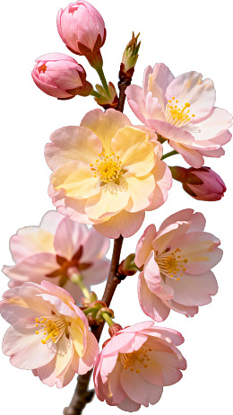 樱花绽放枝头花蕾初绽