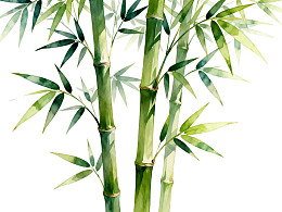 水彩风格竹子插画图片