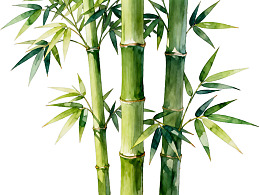 水彩风格竹子植物插画