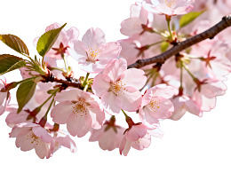 樱花绽放枝头春意浓图片