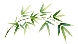 竹枝绿叶特写图片