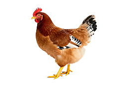 棕色母鸡站立于白色背景