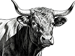 黑白线条描绘的公牛肖像