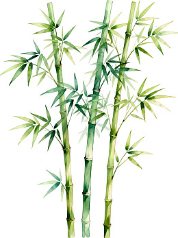 水彩风格竹子插画图片