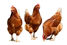 三只棕色母鸡姿态各异