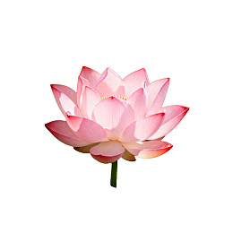 一朵盛开的粉色莲花图片