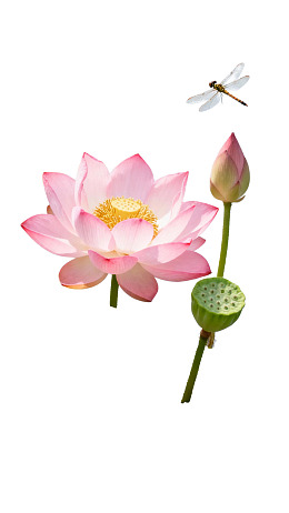 莲花与蜻蜓静谧共生图片