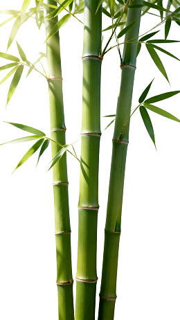 三株翠绿竹子特写图片