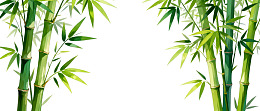 两簇翠绿竹子对称排列