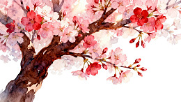 盛开的樱花树枝水彩画