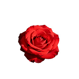 一朵盛开的红色玫瑰花