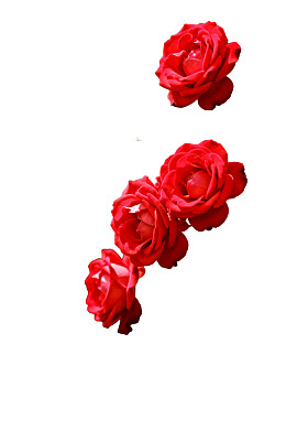 四朵红色玫瑰花排列图片