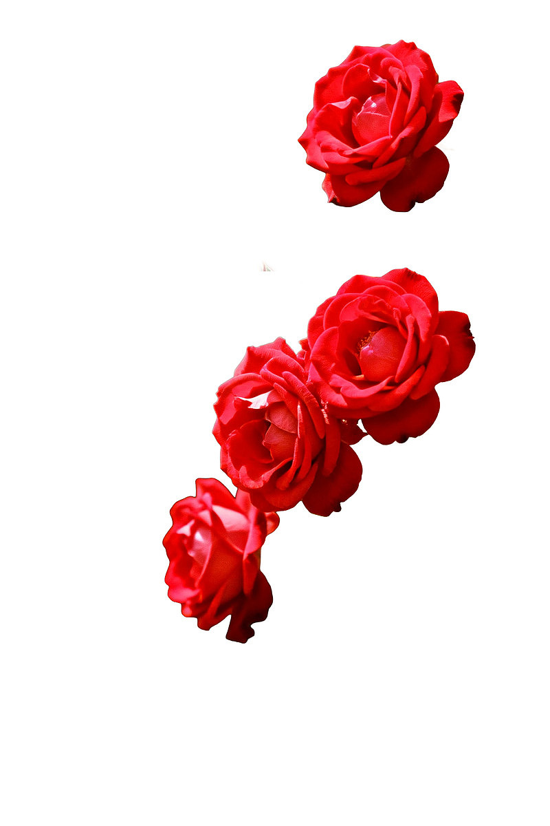 四朵红色玫瑰花排列图片