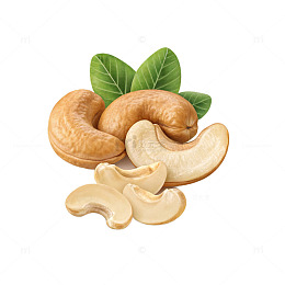 坚果插图展示