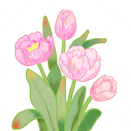 粉色郁金香水彩插画