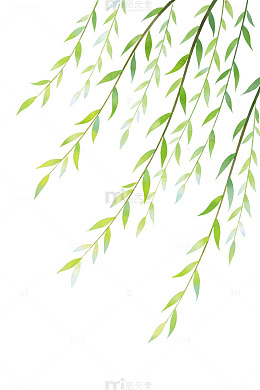 清新柳叶手绘插画