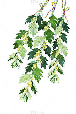艾草挂枝手绘插画