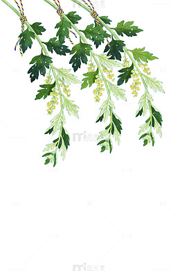 端午艾草插画