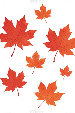 橙红枫叶装饰图案