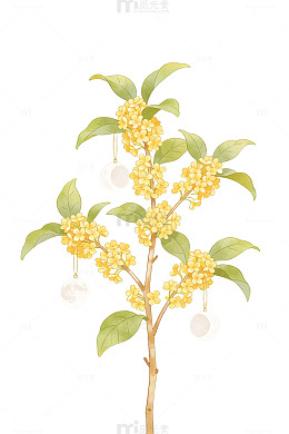 桂花月影插画
