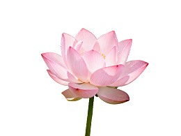 一朵盛开的粉色莲花图片