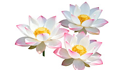 三朵白粉相间莲花绽放