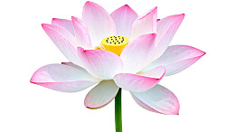 盛开的粉白莲花特写图片