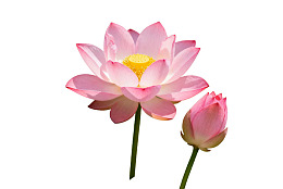 粉色莲花与花蕾静置于白底