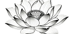 黑白线条绘制的莲花图案