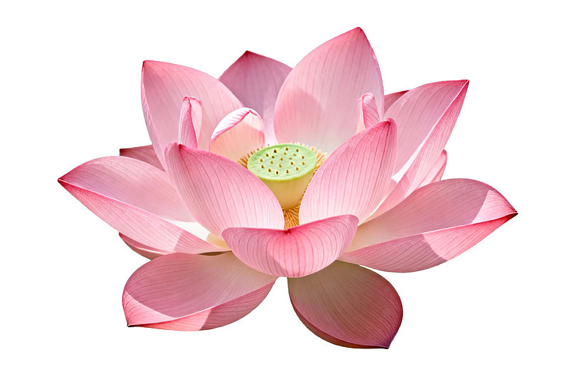 粉色莲花绽放于白色背景之上