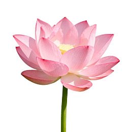 粉色莲花绽放于白色背景
