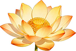 盛开的黄色莲花特写图片