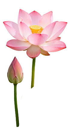 盛开的粉色莲花与花蕾