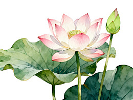 水彩绘莲花与荷叶图片