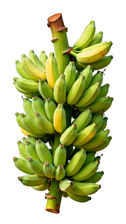 青黄相间的香蕉串图片