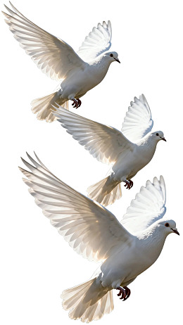 三只白鸽展翅飞翔图片