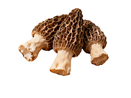 三朵新鲜羊肚菌特写图片