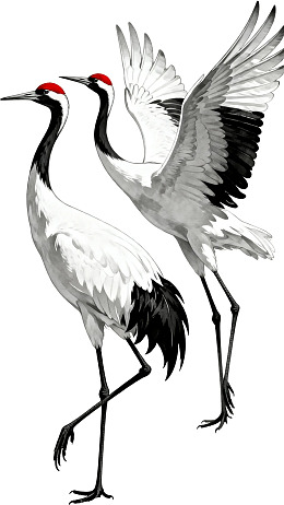 两只丹顶鹤优雅姿态图片