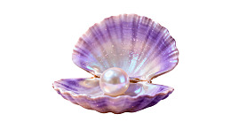 紫色贝壳中的珍珠图片