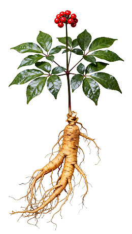 人参植物根茎与红果特写