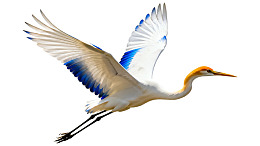 白鹭展翅飞翔于空中图片